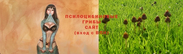 сатива Аркадак